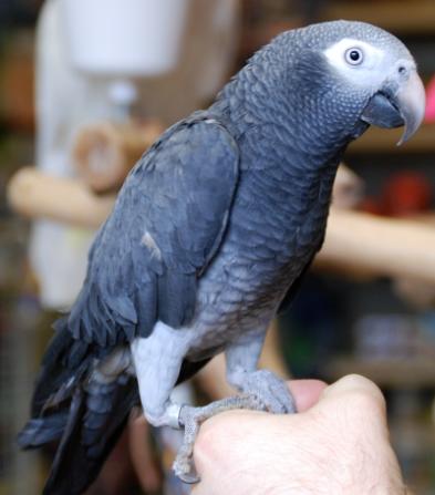 african grey parrot types